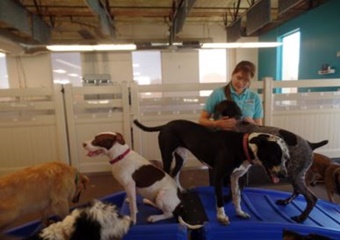 pet boarding and dog daycare in mesa, arizona